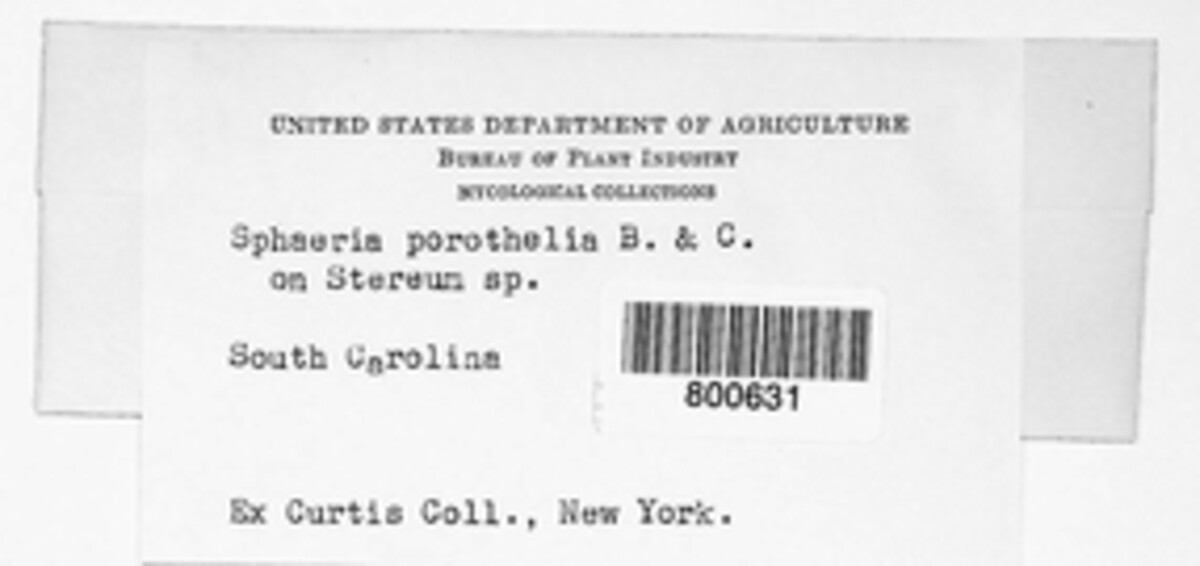 Capronia porothelia image